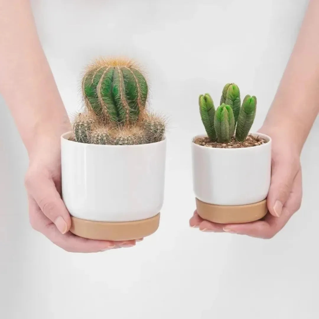 Vaso de Planta Dupla Camada Removível Pequeno