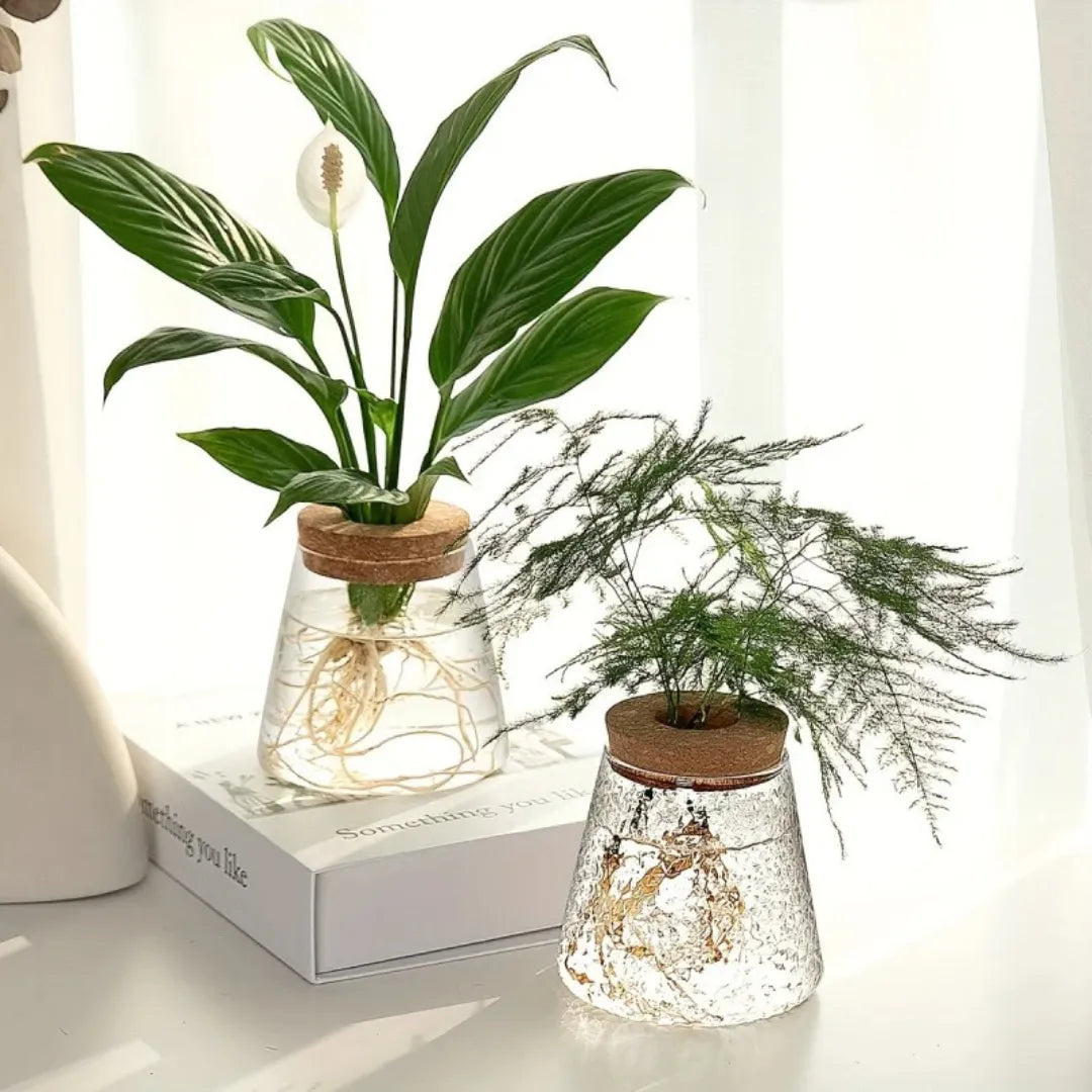Vaso de Planta Hidropônico em Vidro