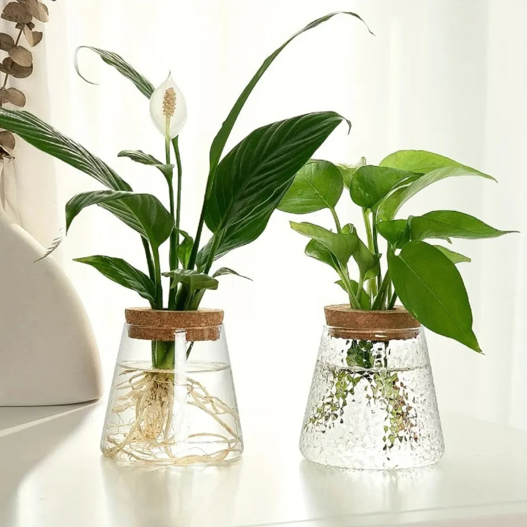 Vaso de Planta Hidropônico em Vidro