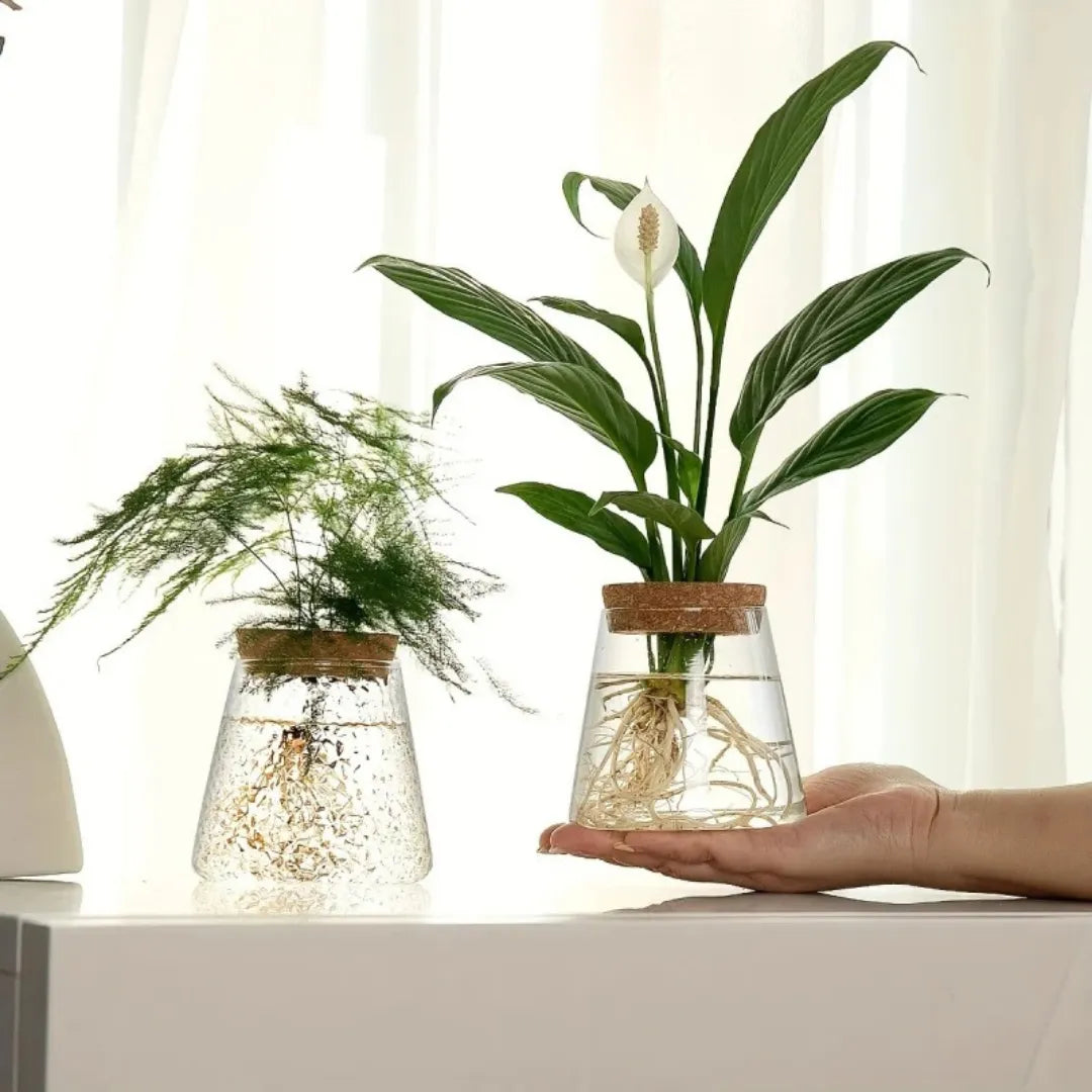 Vaso de Planta Hidropônico em Vidro